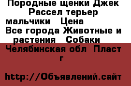 Породные щенки Джек Рассел терьер-мальчики › Цена ­ 40 000 - Все города Животные и растения » Собаки   . Челябинская обл.,Пласт г.